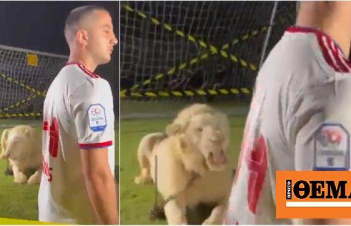 VIDEO/ U prezantua pranë luanit, mbrojtësi grek ia fut vrapit nga frika