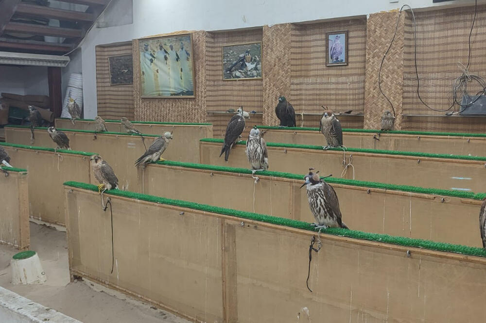 Vlejnë pothuaj sa Messi e Ronaldo, këta janë shpezët që në Katar kanë miliona euro vlerë