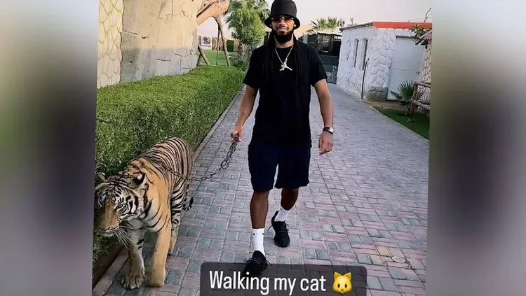 Ylli belg del në shëtitje me tigër